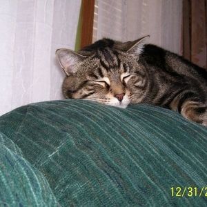 Meet your Posher, Jenny